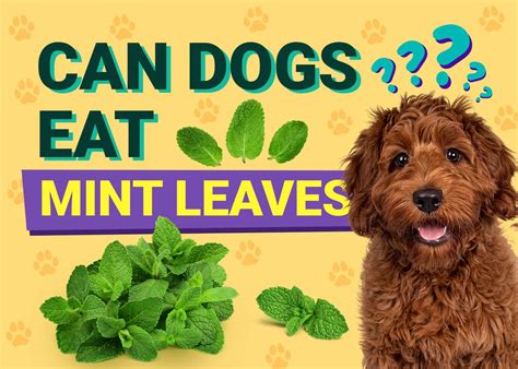 Can Dogs Have Mint Leaf