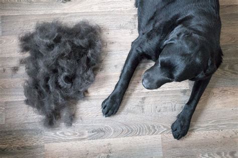 Can Dogs Lose Hair When Stressed  Understanding The Connection