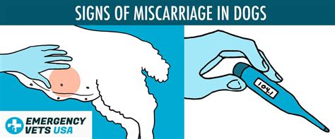 Can Dogs Miscarry