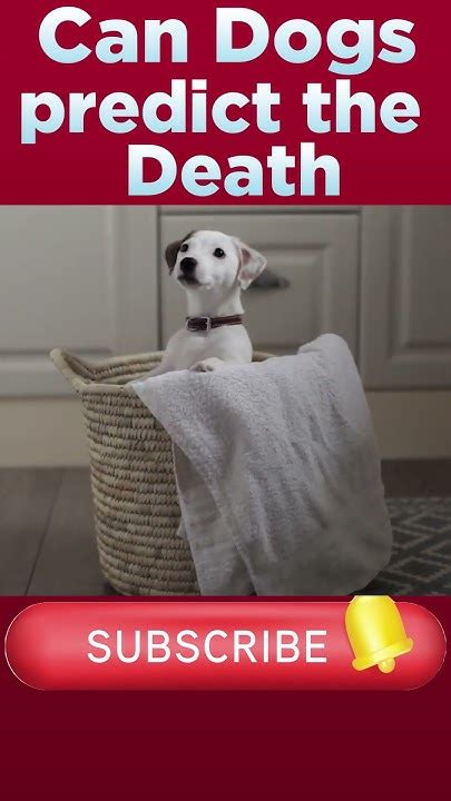 Can Dogs Predict The Future