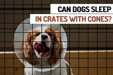 Can Dogs Sleep In Crate With Cone