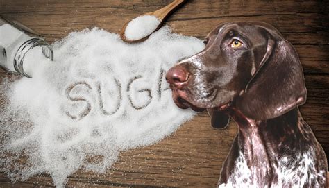 Can Dogs Taste Sugar