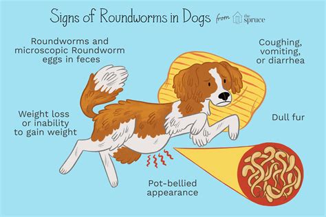 Can Dogs Throw Up Roundworms