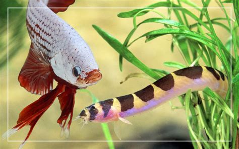 can dojo loaches live with bettas
