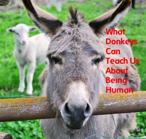 Can Donkeys Have Cheerios