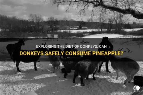 Can Donkeys Have Pineapple