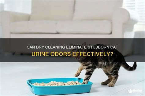Can Dry Cleaning Remove Cat Pee