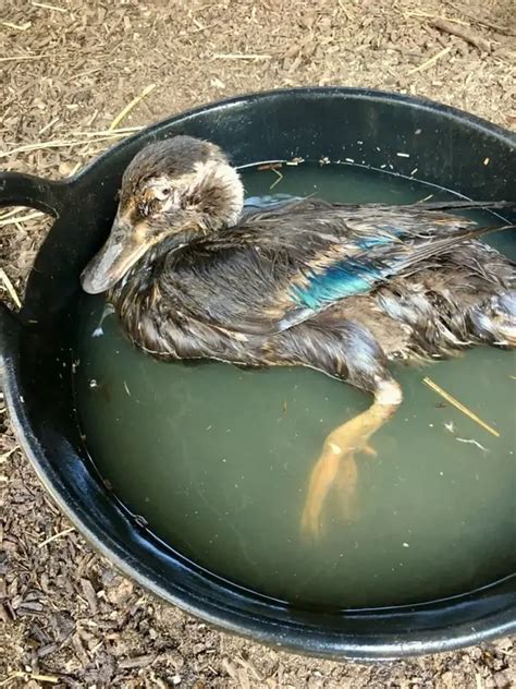 can ducks die from avian botulism