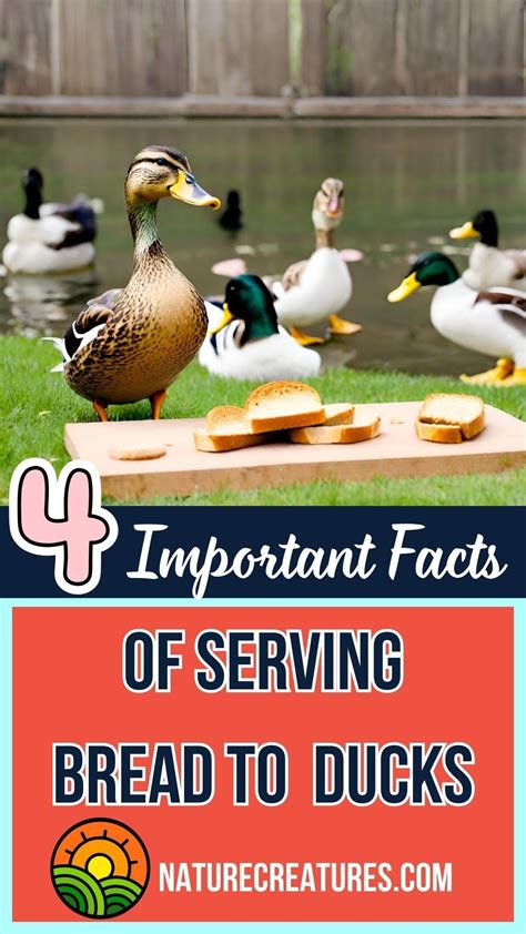 Can Ducks Eat Buttered Bread
