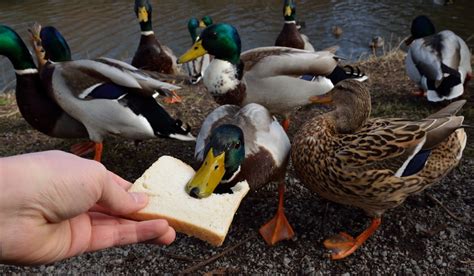 Can Ducks Eat Fruit Bread