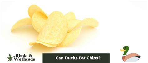 Can Ducks Have Chips