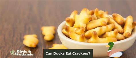 Can Ducks Have Crackers
