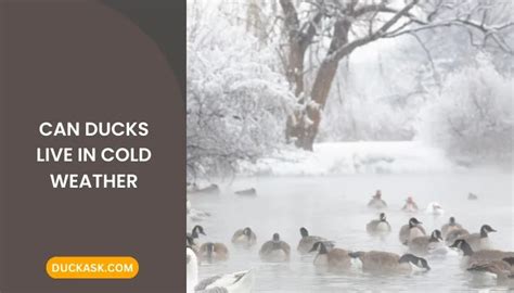 Can Ducks Live In Freezing Weather