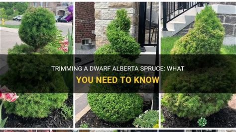 can dwarf alberta spruce be trimmed