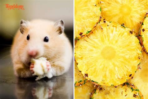 Can Dwarf Hamsters Have Pineapple