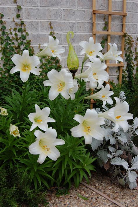 Can Easter Lilies Live Outside
