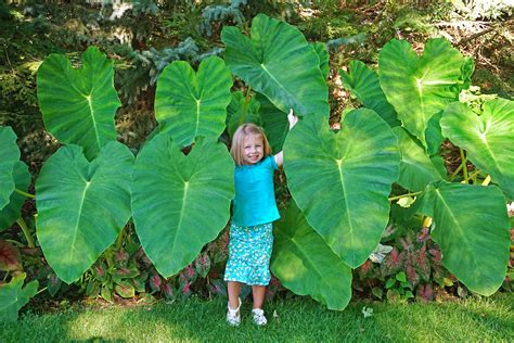 Can Elephant Ears Take Sun