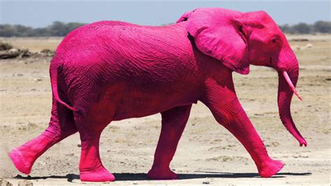 can elephants be pink