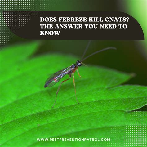 Can Febreze Kill Gnats