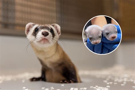 Can Ferrets Be Around Babies