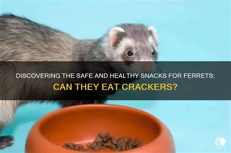 Can Ferrets Eat Crackers