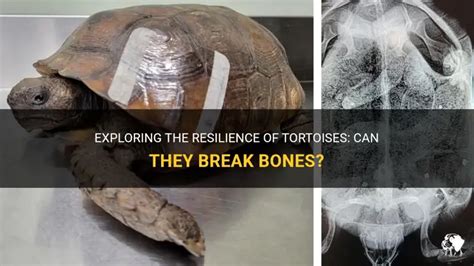 Can Fish Break Bones