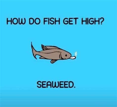 Can Fish Get High From Thc? What Science Says About Cannabis In Aquatic Life