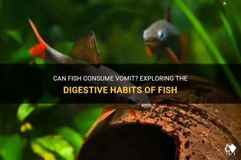Can Fish Vomit? Facts On Digestion Gone Wrong