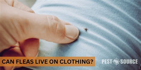 Can Fleas Be On Clothes