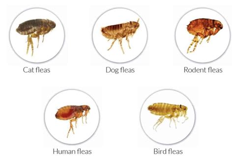 Can Fleas Get In Bedding