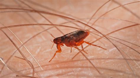 Can Fleas Live In Human Bedding