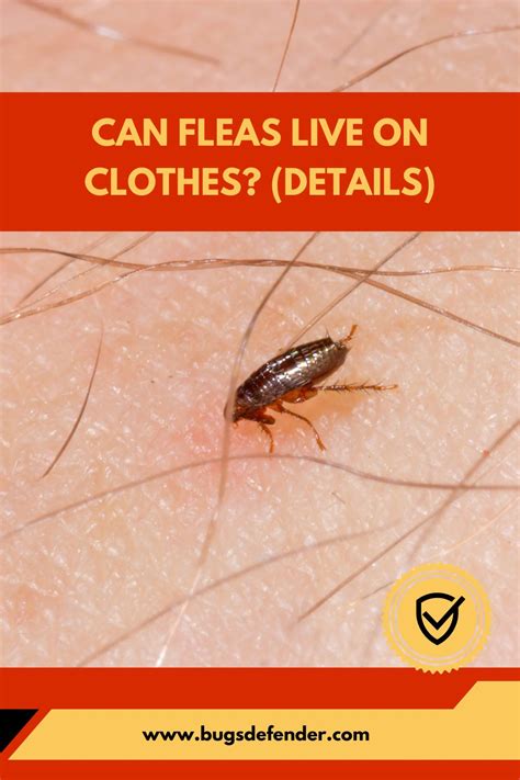 8 Things can fleas live on clothes Unveiling Their Textile Secrets Today
