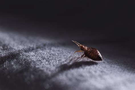 Can Fleas Survive In Carpet