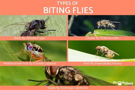 Can Flies Bite Humans and Animals? Uncovering the Truth Behind These Pesky Insects