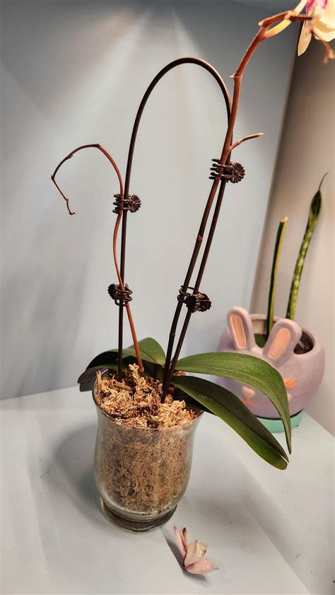 Can Flowers Grow Back