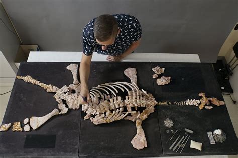 Can Fossils Be Bones