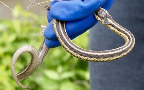 Can Garter Snakes Bite