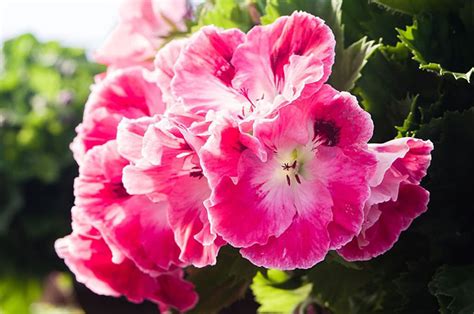 can geraniums take cold weather
