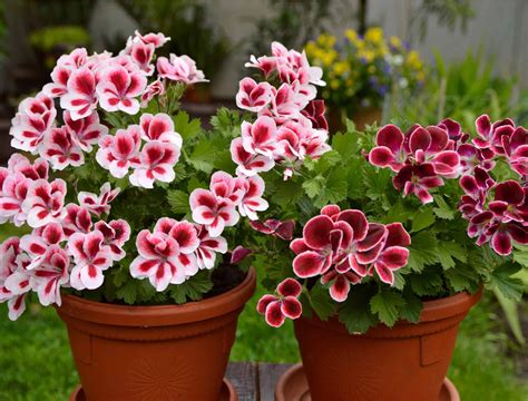 Can Geraniums Withstand Cold Temperatures