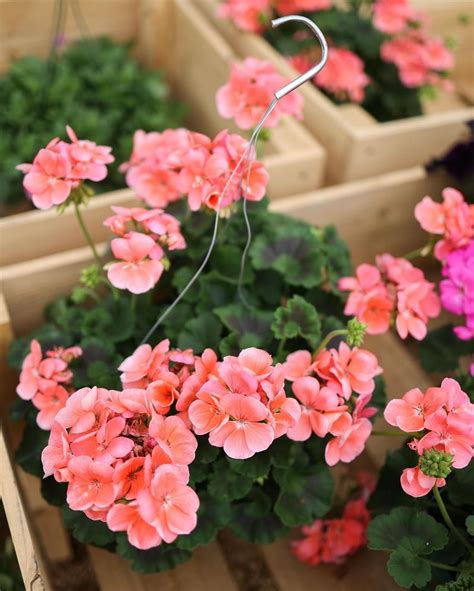 Can Geraniums Withstand Frost