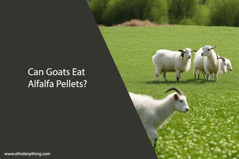 can goats eat alfalfa pellets