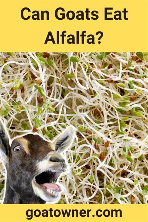 can goats eat alfalfa pellets instead of hay