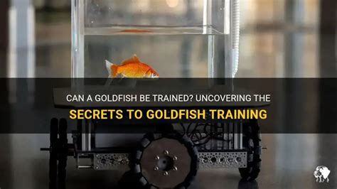 7 Things can goldfish be trained unlock their amazing pet potential