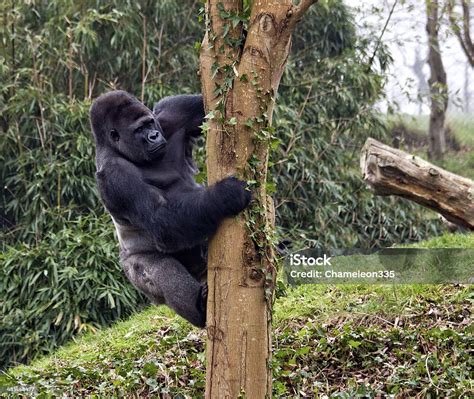 can gorillas climb trees