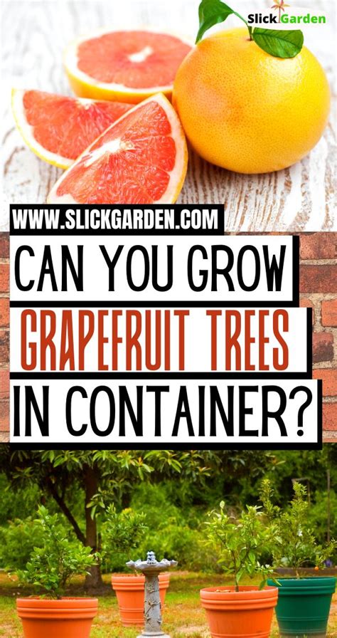 Can Grapefruit Be Grown In Containers