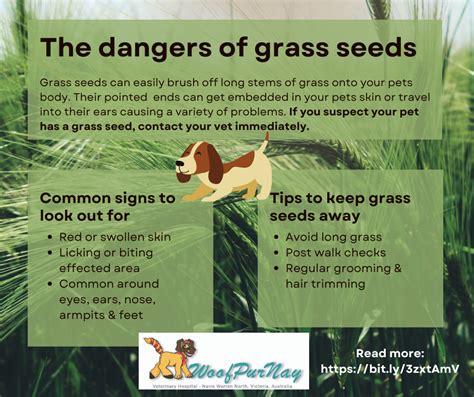 Can Grass Seed Kill Dogs