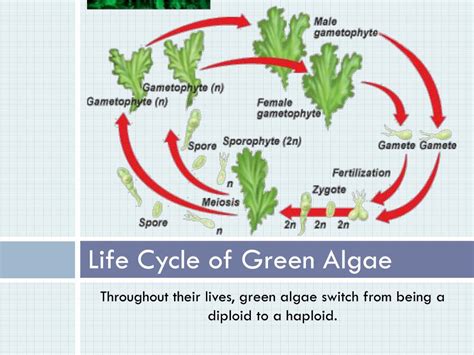 Can Green Algae Move