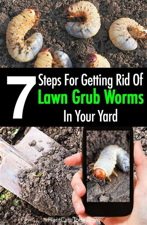 Can Grub Worms Kill Trees
