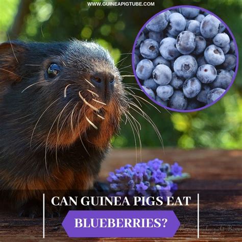 can guinea pigs blueberries