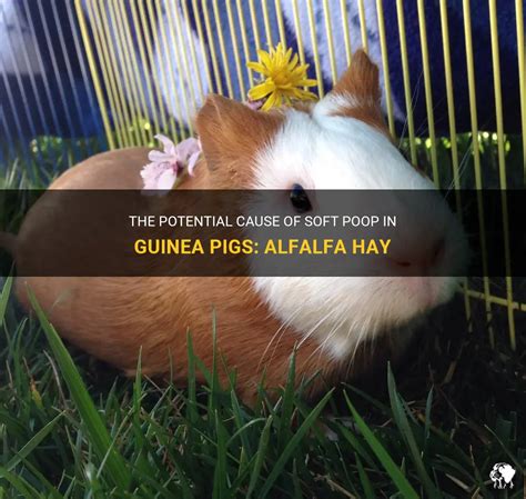 can guinea pigs have alfalfa hay